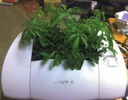 A green plant growing out of a printer